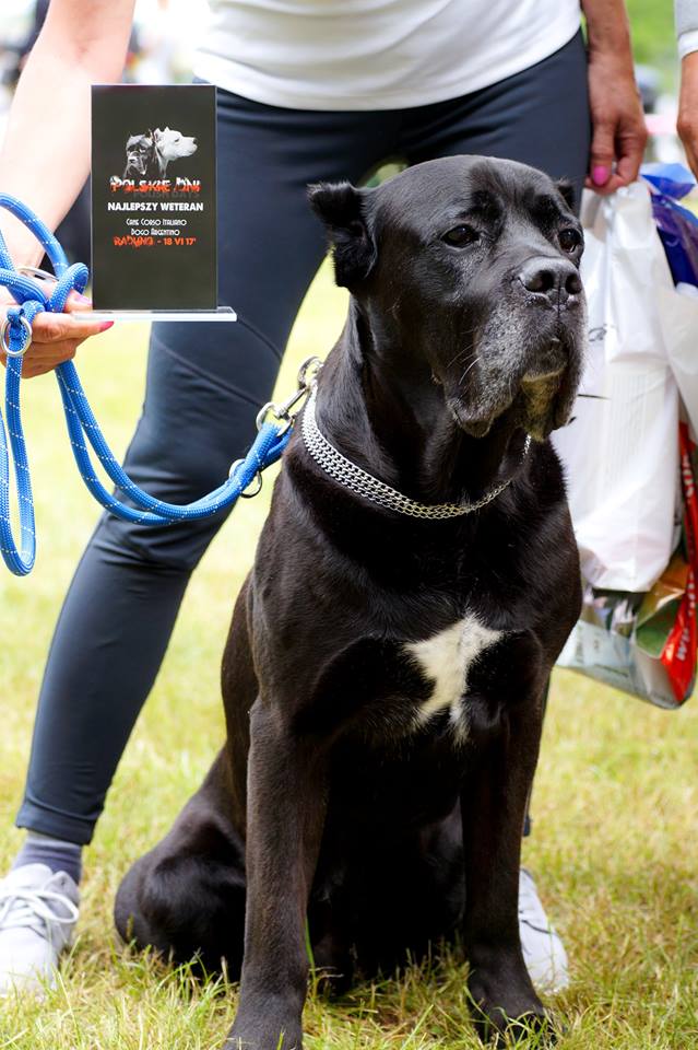 Kolejny rok z rzędu Dikon wygrał w klasie weternaów na wystawie zorganizowanej z okazji Polskich dni Cane Corso i Dogo Argentino Raduno 2017